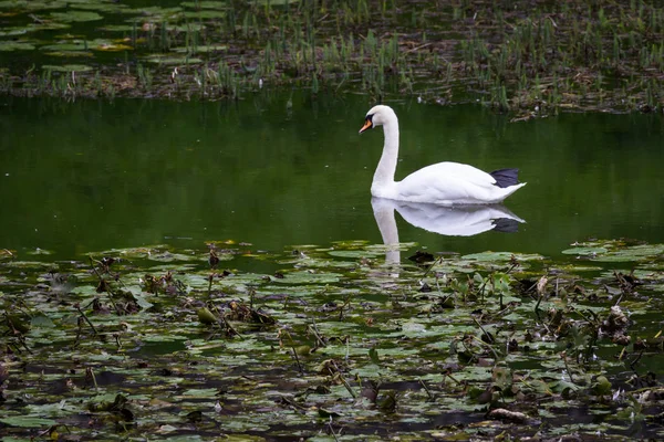 Sessiz kuğu - cygnus olor — Stok fotoğraf