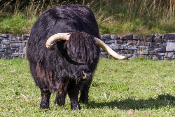 Siyah yayla inek — Stok fotoğraf