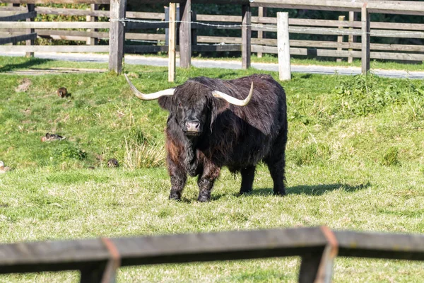 Чёрная нагорная корова — стоковое фото