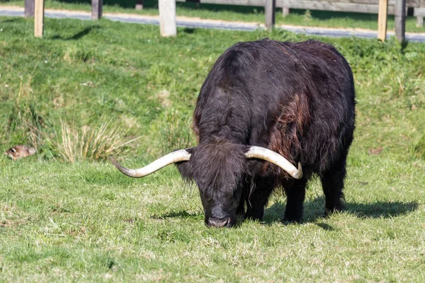 Vaca negra de montaña —  Fotos de Stock
