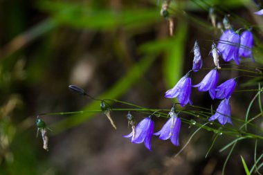 Campanula rotundifolia, İskoç BlueBell