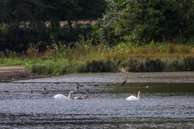 bir havuzda kuğular