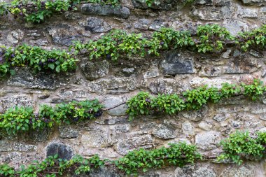 Dağlarda yetişen erikler 