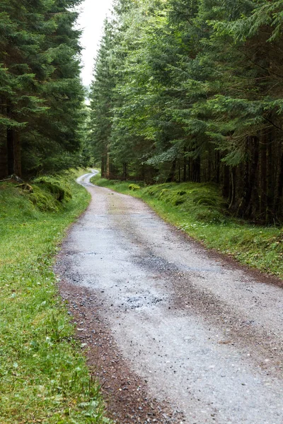 Ormana giden yol. — Stok fotoğraf