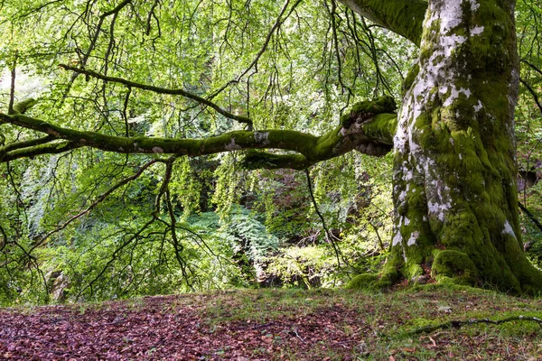 Grande bellissimo albero nelle Highlands — Foto Stock