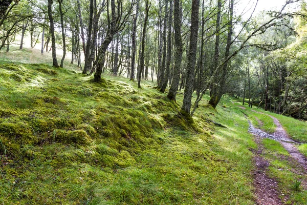 Skogsmark i de skotska högländerna — Stockfoto