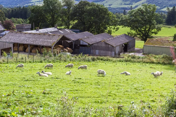 Schafe im Hochland — Stockfoto