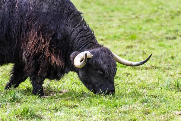 Siyah yayla inek — Stok fotoğraf