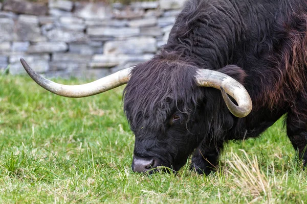 Black highland cow — Stock Photo, Image