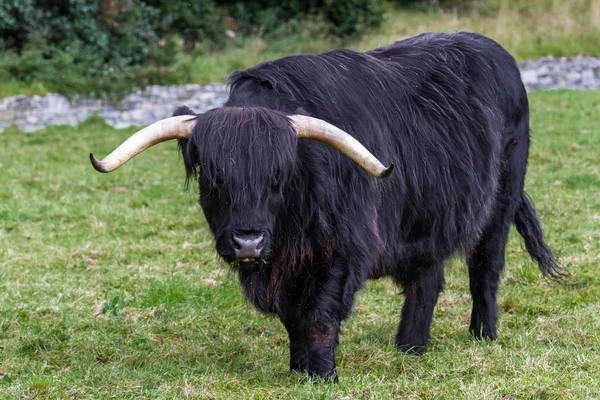 Vaca negra de montaña — Foto de Stock