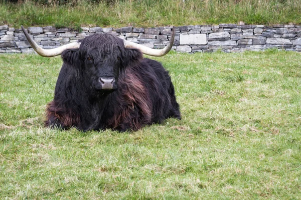 Vaca negra de montaña — Foto de Stock