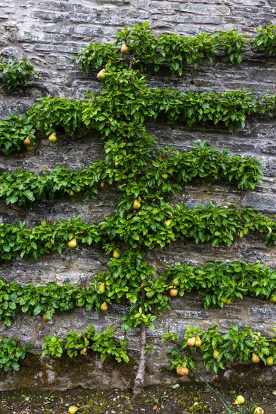 Growing pears in the highlands — Stock Photo, Image