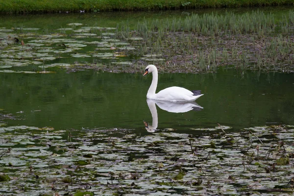 Sessiz kuğu - cygnus olor — Stok fotoğraf