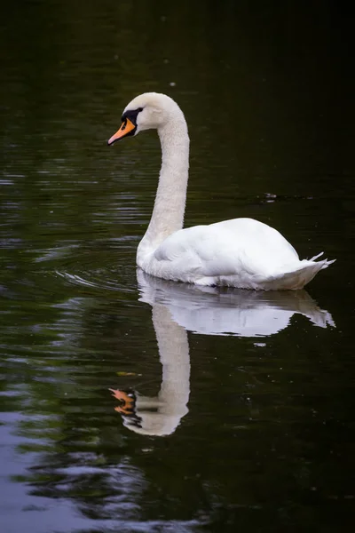 Łabędź niemy - cygnus olor — Zdjęcie stockowe