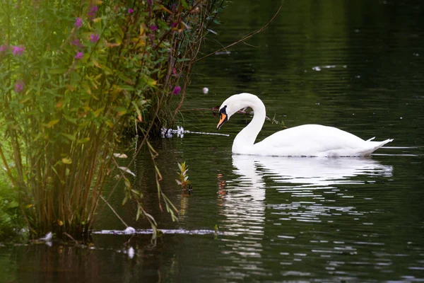 Sessiz kuğu - cygnus olor — Stok fotoğraf