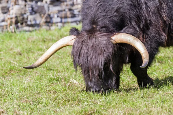 Чорний highland корова — стокове фото