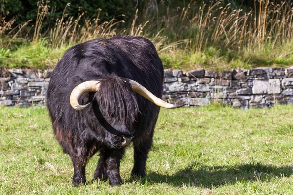 Vaca negra de montaña — Foto de Stock