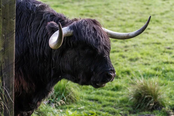 Black highland cow — Stock Photo, Image