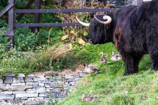 Schwarze Hochlandkuh — Stockfoto