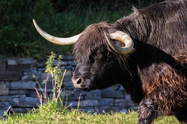 Siyah yayla inek — Stok fotoğraf