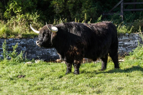 Black highland cow