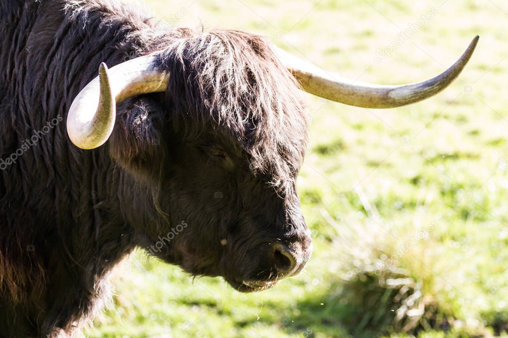 Black highland cow 