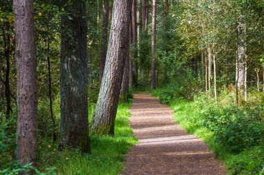 Devilla Ormanı 'nda yürüyüş yolu