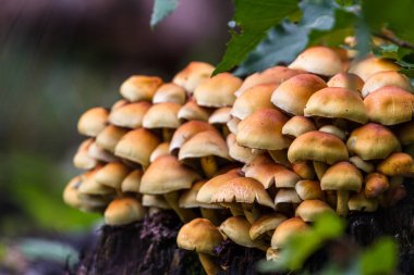 İskoçya 'da Mantar Kümesi