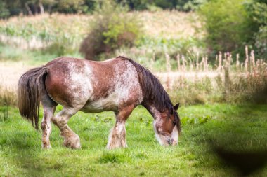 Güzel çalışan at.