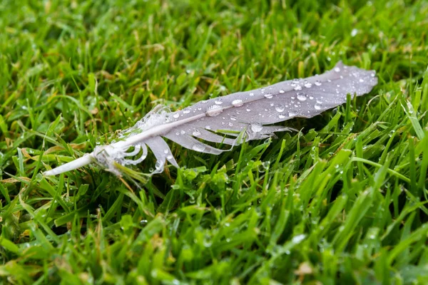 water drops on a feather
