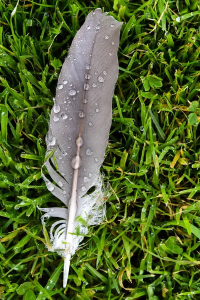 water drops on a feather