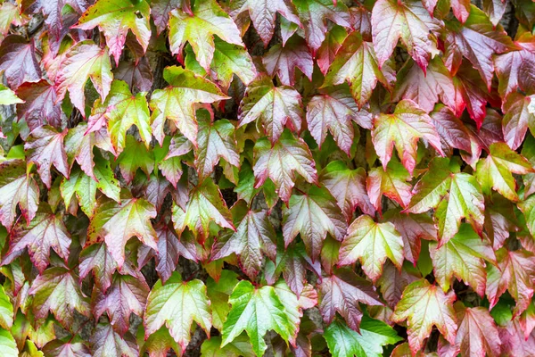 Boston Ivi - Parthenocissus tricuspidata — Stockfoto