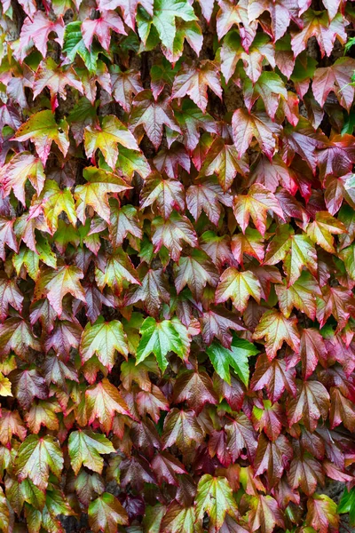 Boston Ivi - Parthenocissus tricuspidata — Stockfoto