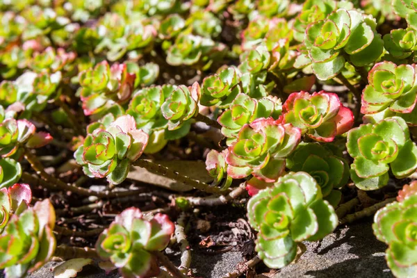 Succulente in autunno — Foto Stock