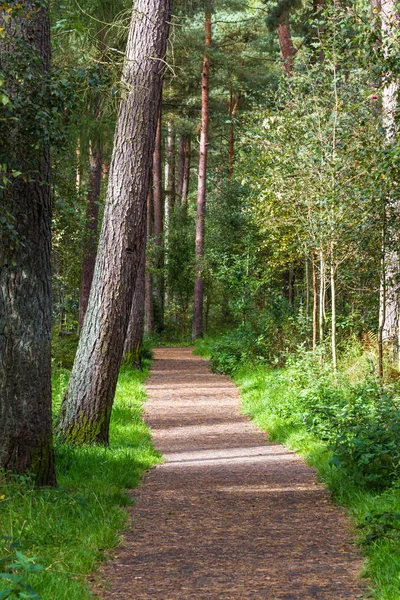 Walking path in the Devilla Forest — Stock Photo, Image