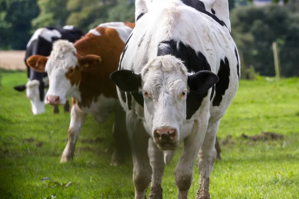 Vacche da latte in Scozia — Foto Stock