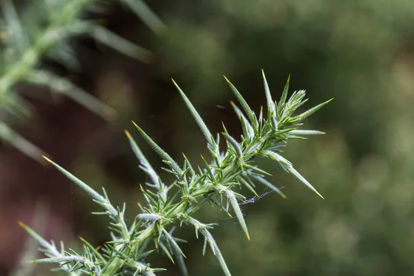 Onopordum acanthium – Scotch Thistle — 스톡 사진