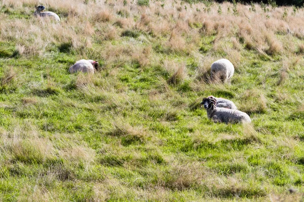 Шотландський ролі негра овець — стокове фото