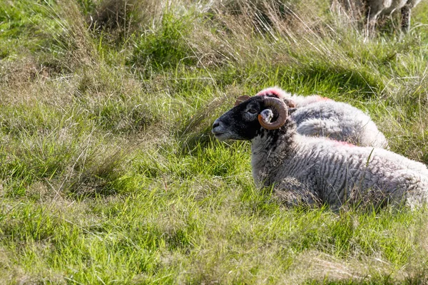 Schottische Schwarzgesichtsschafe — Stockfoto