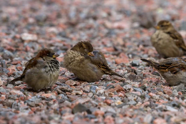 Wróbel domowy - passer domesticus — Zdjęcie stockowe