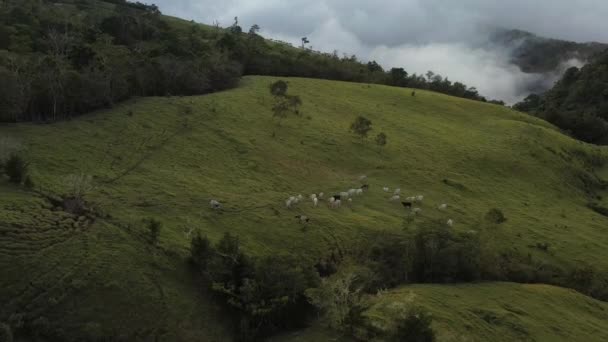 Early Morning View Cattle Enjoying Fresh Grass Hilltops Clouds Fog — Stok video