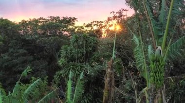 Beautiful Sunset in tropical Costa Rica from a rural area just outside of the central valley with fresh bananas and large agricultural areas on the fertile lands