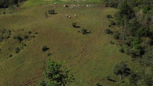 Early Morning View Cattle Enjoying Fresh Grass Hilltops Clouds Fog — Stockvideo