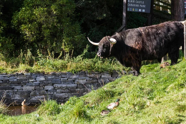 Black highland bull — 图库照片
