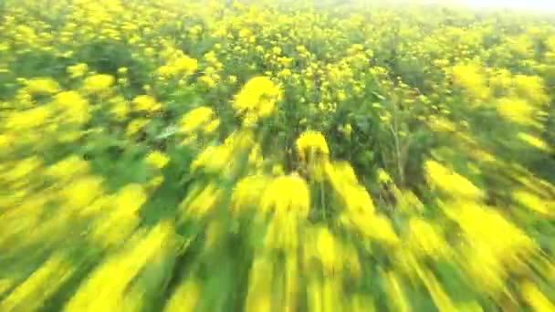 Πετώντας Πάνω Από Ένα Χωράφι Λουλούδια Μουστάρδας Αργή Ταχύτητα Κλείστρου — Αρχείο Βίντεο