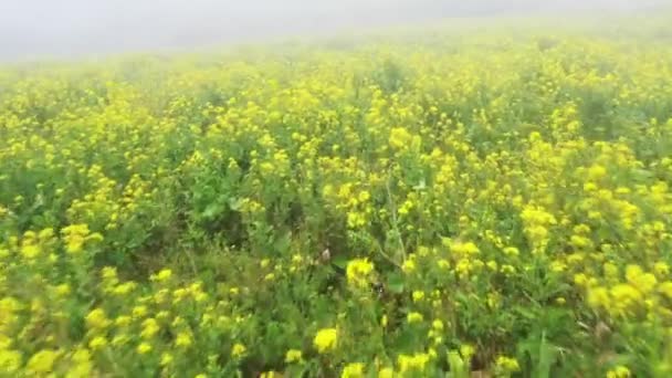 動きのブレのための遅いシャッタースピードでマスタードの花のフィールドの真上を飛んで — ストック動画