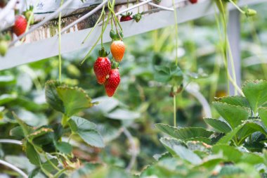 Alajuela, Kosta Rika dağlarındaki küçük yeşil bir evde büyüyen hidroponik çilekler.