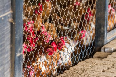 Kosta Rika 'da küçük bir kümes hayvanları operasyonunda çitin arkasındaki küçük bir odaya tıkıştırılmış bir grup tavuğu kapatın.