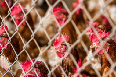 Kosta Rika 'da küçük bir kümes hayvanları operasyonunda çitin arkasındaki küçük bir odaya tıkıştırılmış bir grup tavuğu kapatın.