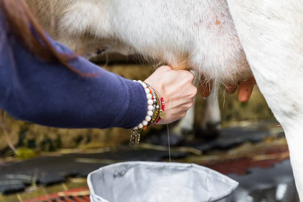 Close Uma Mulher Ordenhando Uma Vaca Mão — Fotografia de Stock